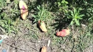 Menores fallecen por comer pan envenenado