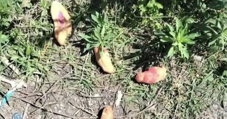 Menores fallecen por comer pan envenenado