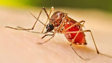 Morelos Contra el dengue