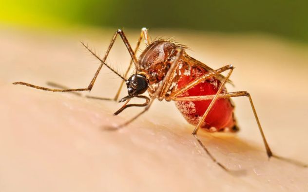 Morelos Contra el dengue