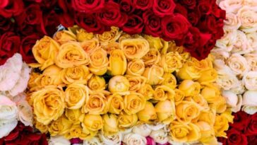 Rosas de Morelos