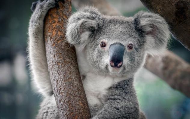 Koalas Australia