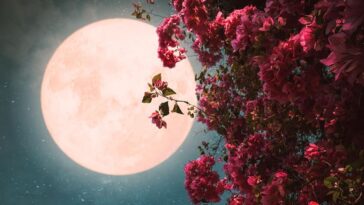 Te contamos sobre la Luna de Flores y cuándo verla