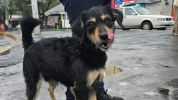 Adoptan al perrito que le robaron su cobija