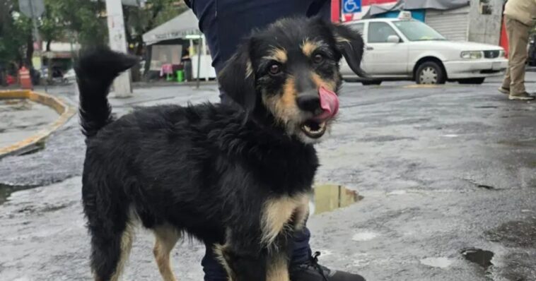 Adoptan al perrito que le robaron su cobija