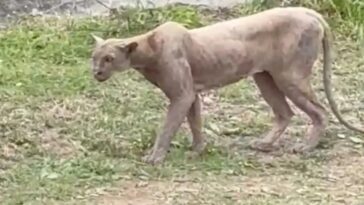 Captan a puma en calles de Monterrey