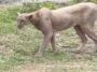 Captan a puma en calles de Monterrey