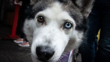 Hasta cinco años de prisión por maltrato animal en Chiapas