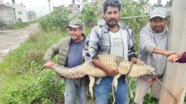 Rescatan a cocodrilo que andaba por las calles de Cuautitlán Izcalli
