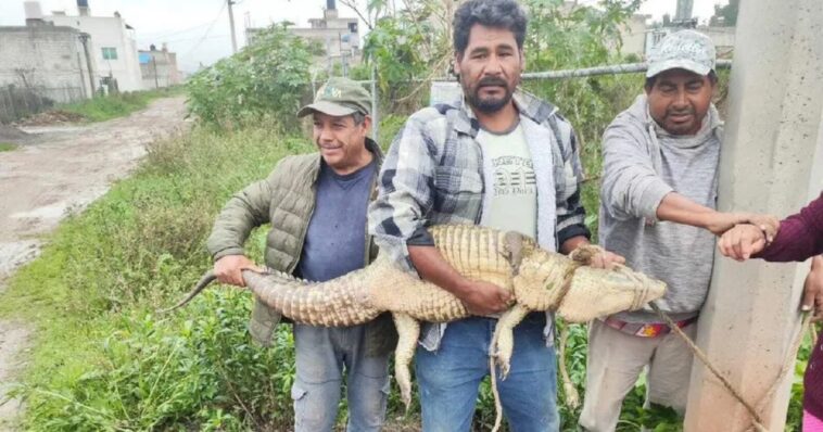 Rescatan a cocodrilo que andaba por las calles de Cuautitlán Izcalli