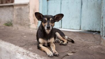 Sujetos obligan a perrito a beber alcohol