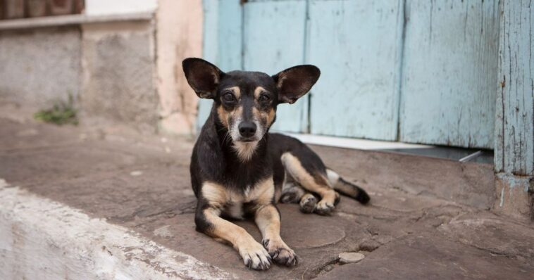 Sujetos obligan a perrito a beber alcohol