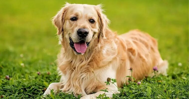 perrito (1)
