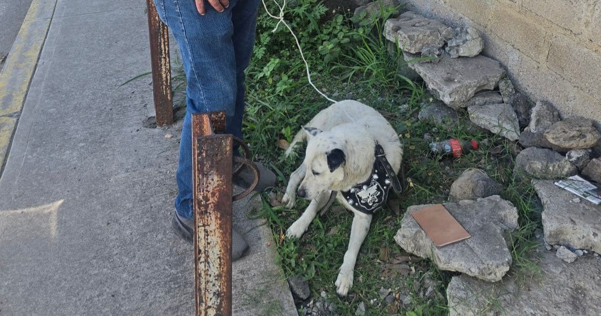 perrito 