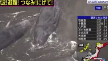 ballenas japón
