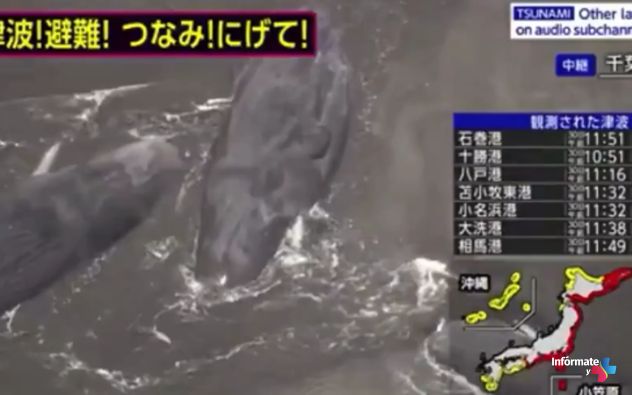ballenas japón