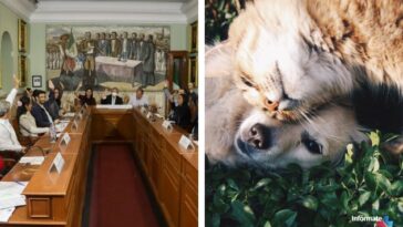 Animales seres sintientes Cuernavaca