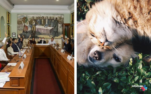 Animales seres sintientes Cuernavaca