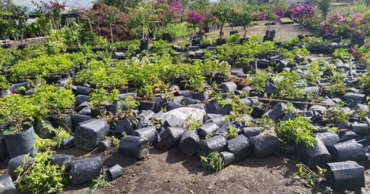 Alcalde de Jiutepec apoya a viveristas afectados por lluvias