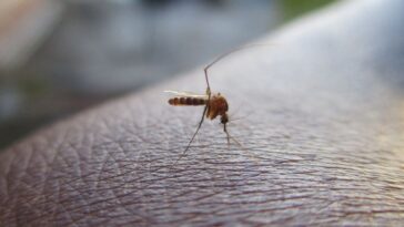 China registra más de siete mil infectados por chikungunya
