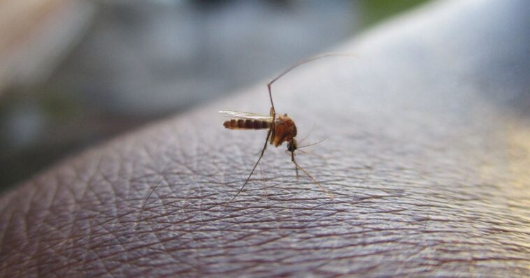 China registra más de siete mil infectados por chikungunya