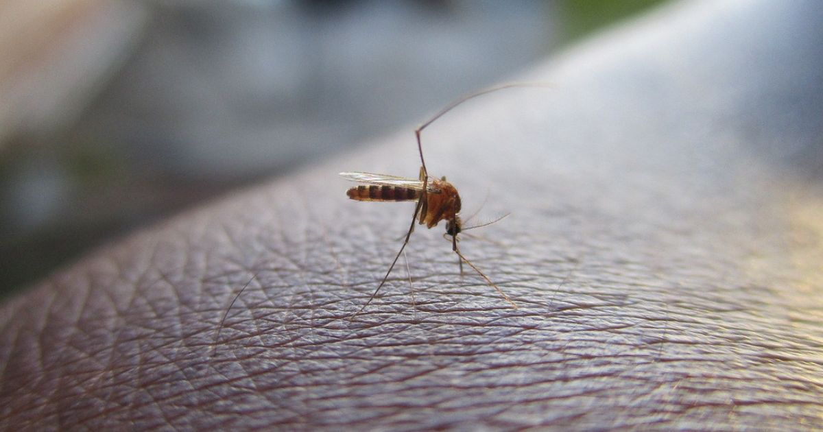 China registra más de siete mil infectados por chikungunya