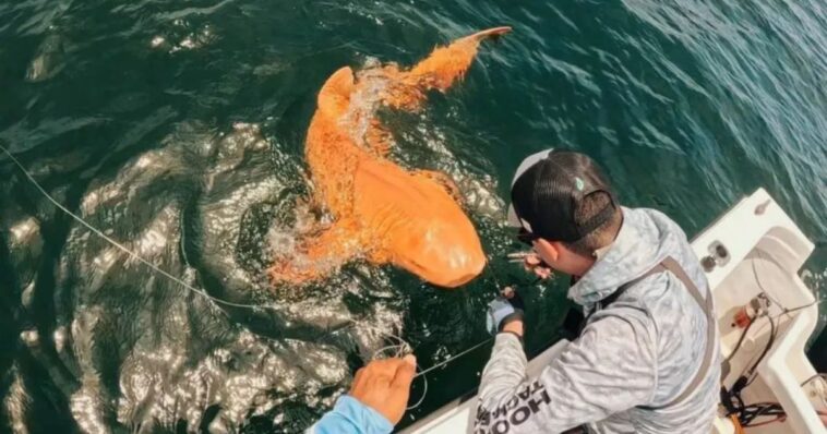 Descubren tiburón naranja en Costa Rica