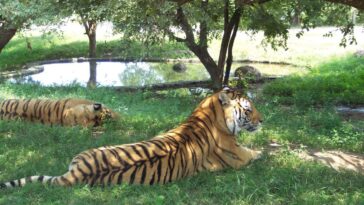 Zoológico invita a donar mascotas pequeñas para depredadores