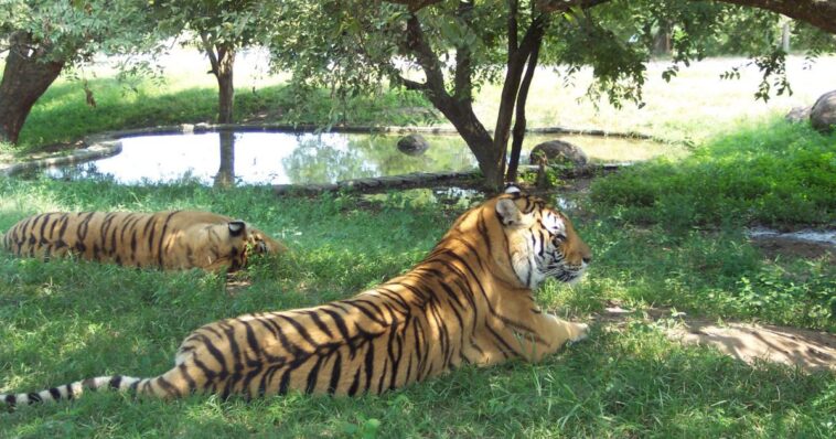 Zoológico invita a donar mascotas pequeñas para depredadores