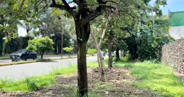 Cuernavaca aclara que no hay autorización para retirar árboles en Vista Hermosa
