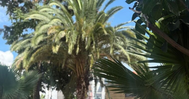 Cuernavaca1 (1)