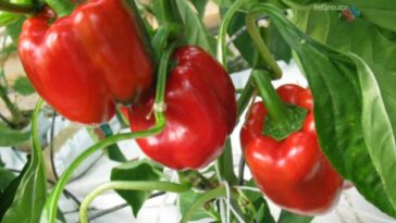 Pimiento mexicano llegará a Japón