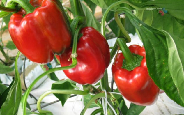 Pimiento mexicano llegará a Japón
