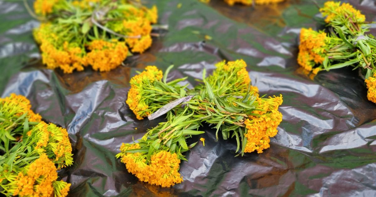 La flor del pericón protege los hogares en Morelos