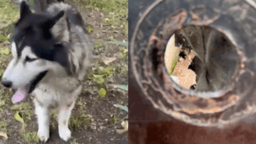 Periodistas que rescataron a perro abandonado podrían ser demandados