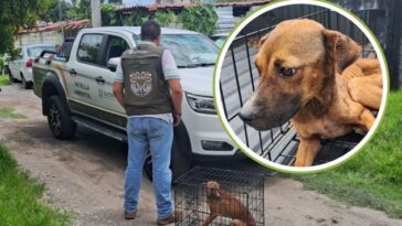 Perrito maltratado Ayala