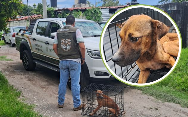 Perrito maltratado Ayala