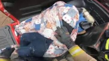 Bomberos rescatan a hombre atacado por abejas en Mazatlán