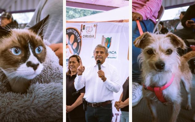 esterilización masiva de perros y gatos Cuernavaca