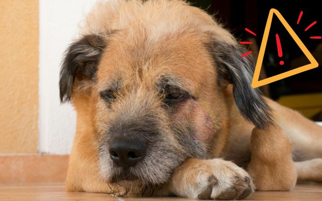 Chetumal mascotas cremadas