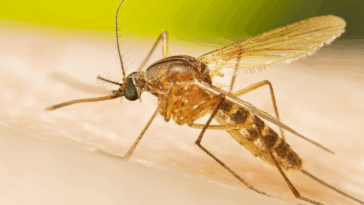 Mosquitos llegan a Islandia tras cambio climático