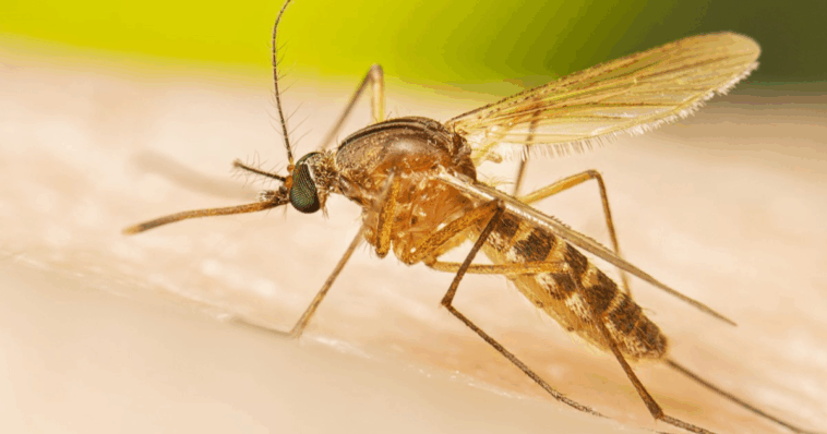 Mosquitos llegan a Islandia tras cambio climático