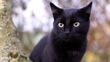 gato