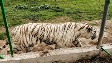 tigre-min (1)