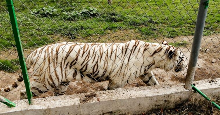 tigre-min (1)