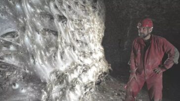 Descubren telaraña con más de 100 mil arañas vivas