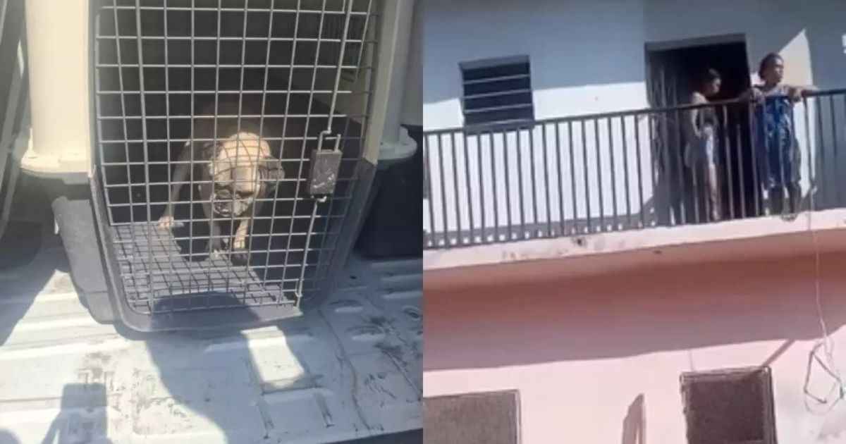 Mujer arroja a perrito de segundo piso tras desalojo