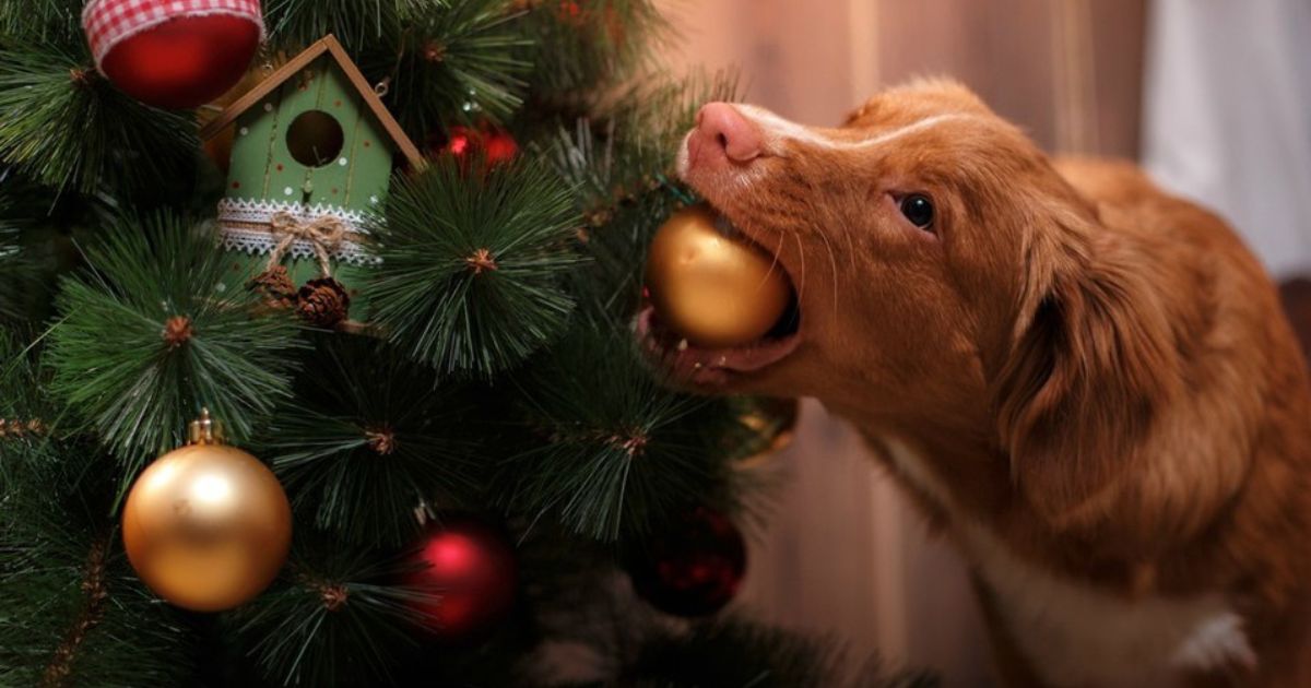 Mascotas y árbol de Navidad si pueden ser compatibles