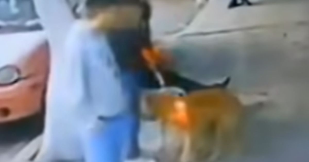 Pareja adopta a perrita y la abandona 48 horas después