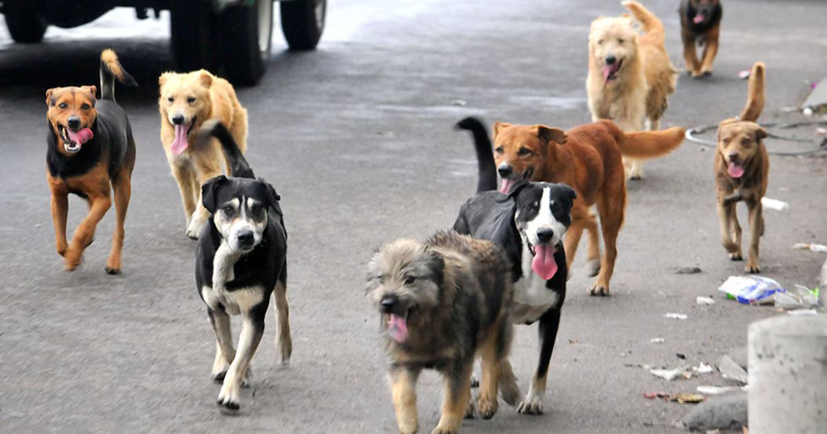 Perritos son ejecutados por policías en Zacatecas